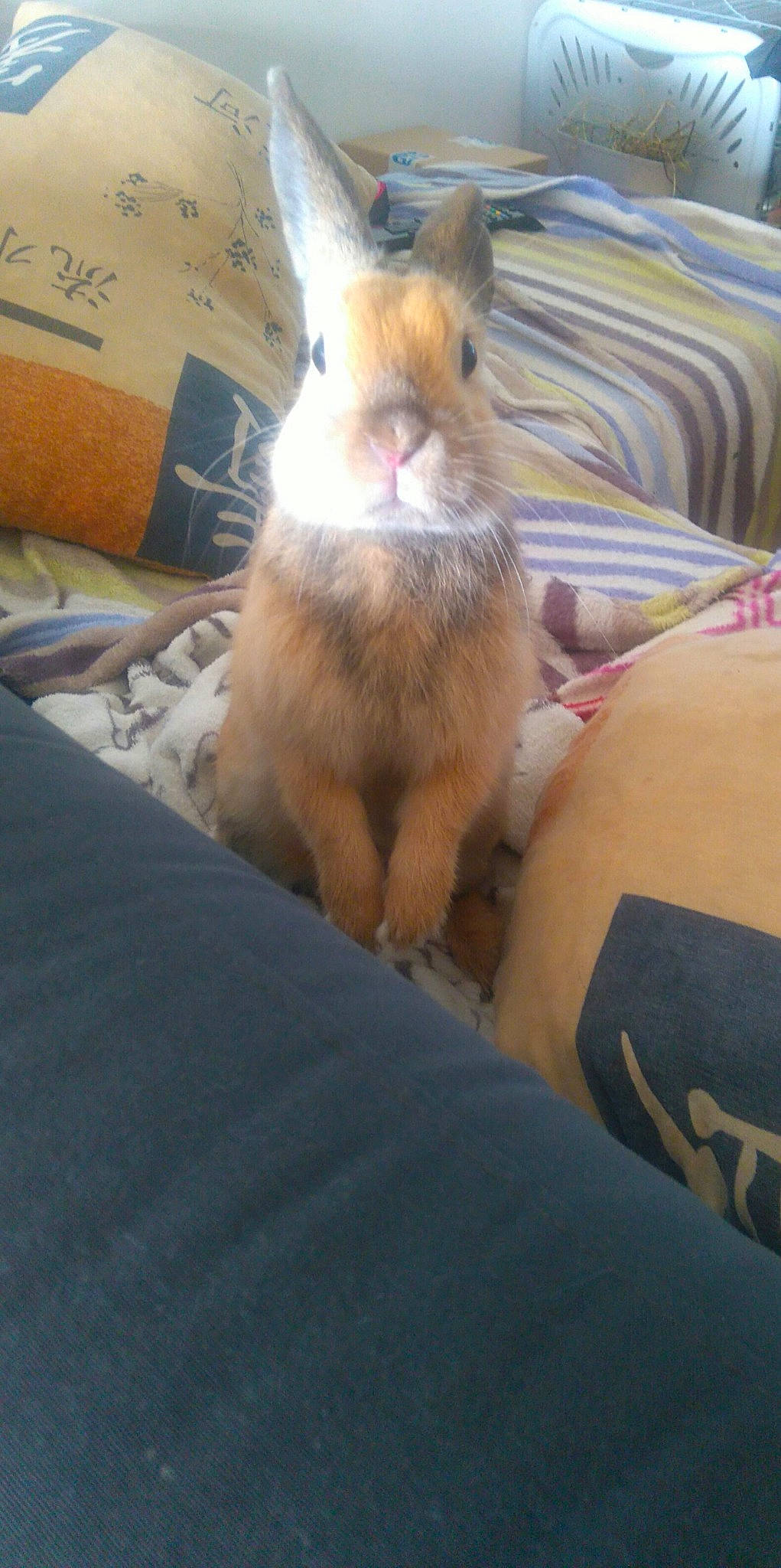 Loki a rejoint le concours — aidez-le/la à gagner de superbes lots ! domestic_rabbit, ear, fawn, hare, leg, rabbit, rabbits_and_hares, skin, snout, whiskers, wood_rabbit