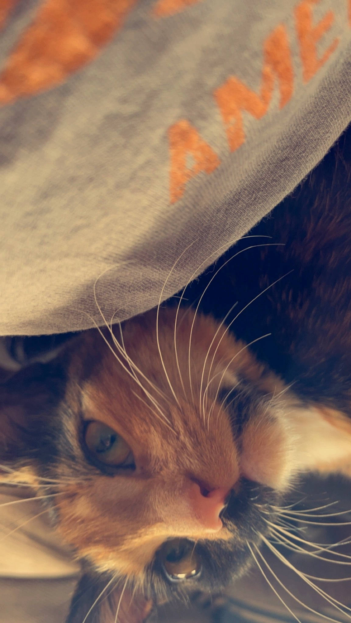 Lil B joined the competition — help win amazing prizes! carnivore, cat, cloud, comfort, ear, eye, fawn, felidae, fur, gesture, iris, line, mammal, nose, paw, small_to_medium_sized_cats, snout, tail, textile, whiskers