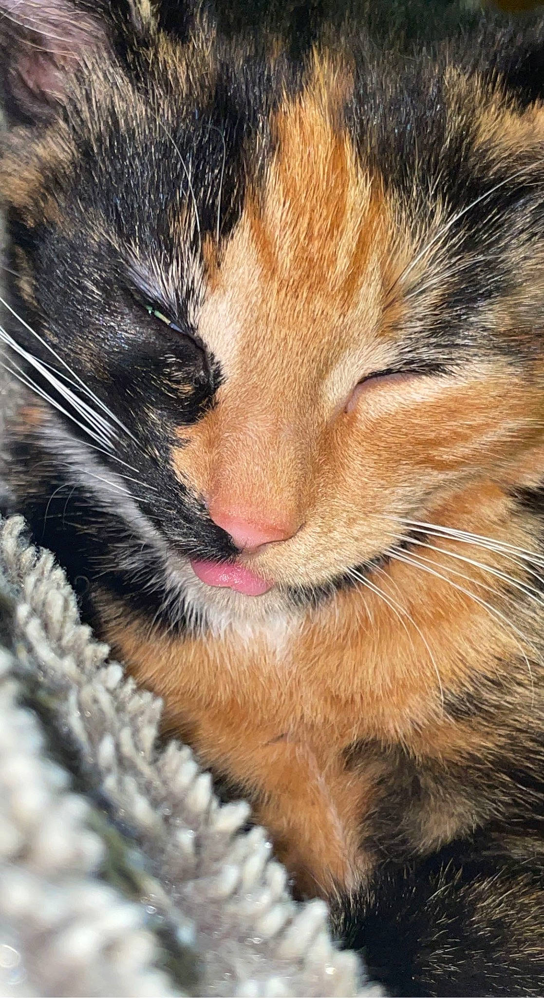 Lil B joined the competition — help win amazing prizes! carnivore, cat, close_up, comfort, domestic_short_haired_cat, ear, eye, eyelash, fawn, felidae, fur, iris, nap, paw, sleep, small_to_medium_sized_cats, snout, terrestrial_animal, whiskers, wildlife