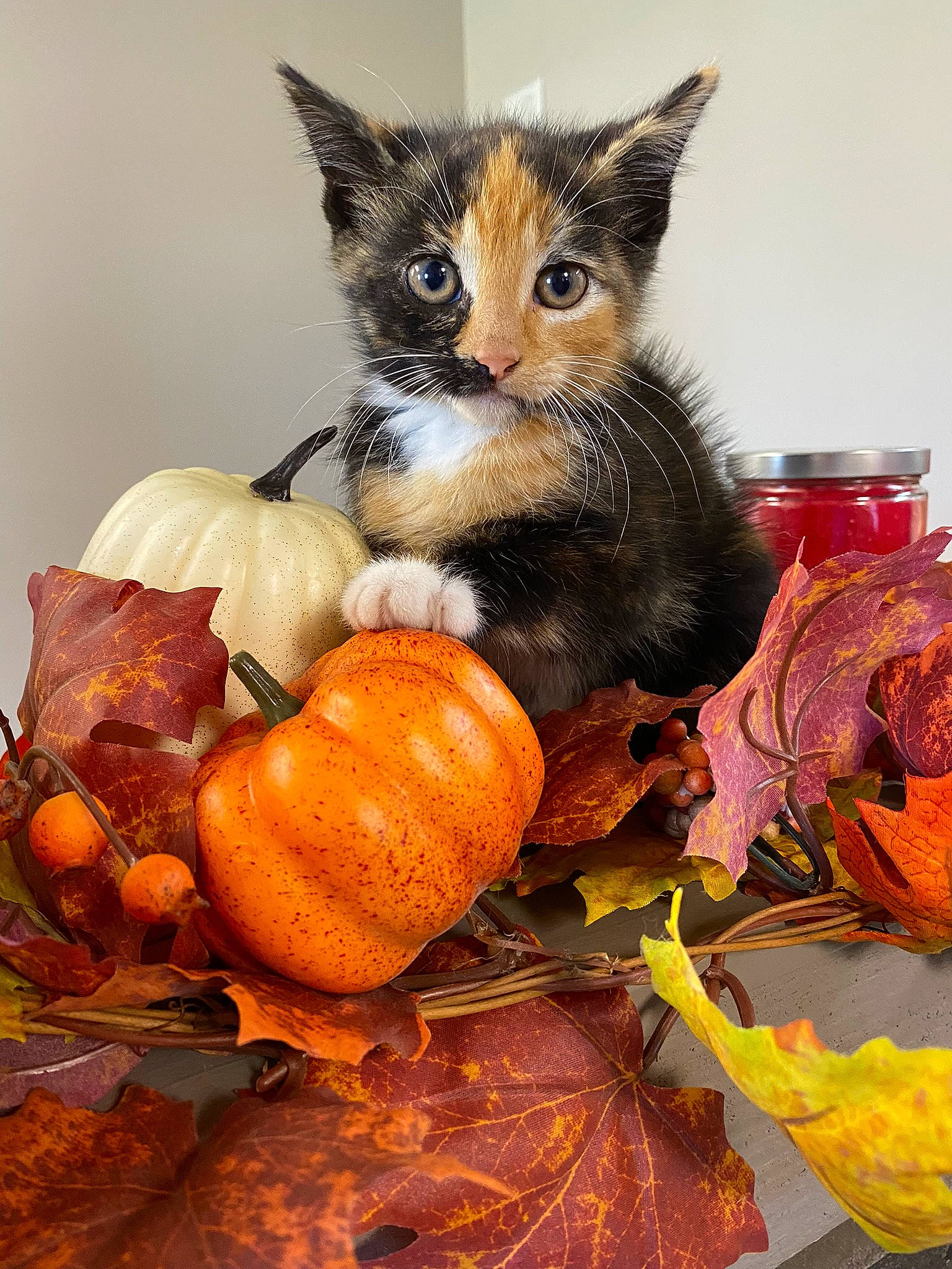 Lil B is registered to the contest to win money with this photo: basket, calabaza, carnivore, cat, event, felidae, food, fruit, gourd, natural_foods, plant, pumpkin, serveware, small_to_medium_sized_cats, still_life_photography, tableware, toy, vegetable, whiskers, winter_squash