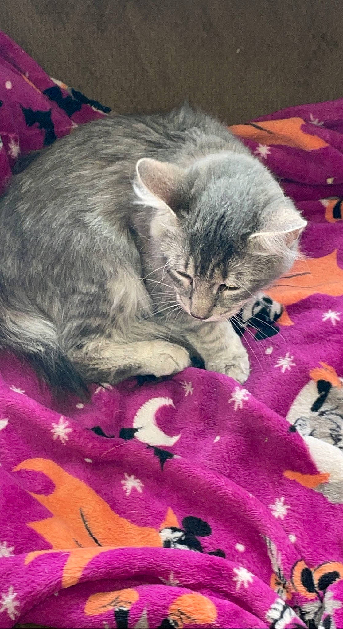 Dexter joined the competition — help win amazing prizes! carnivore, cat, cat_toy, claw, comfort, domestic_short_haired_cat, felidae, fur, grey, groundcover, magenta, paw, petal, pink, plant, purple, small_to_medium_sized_cats, snout, tail, whiskers