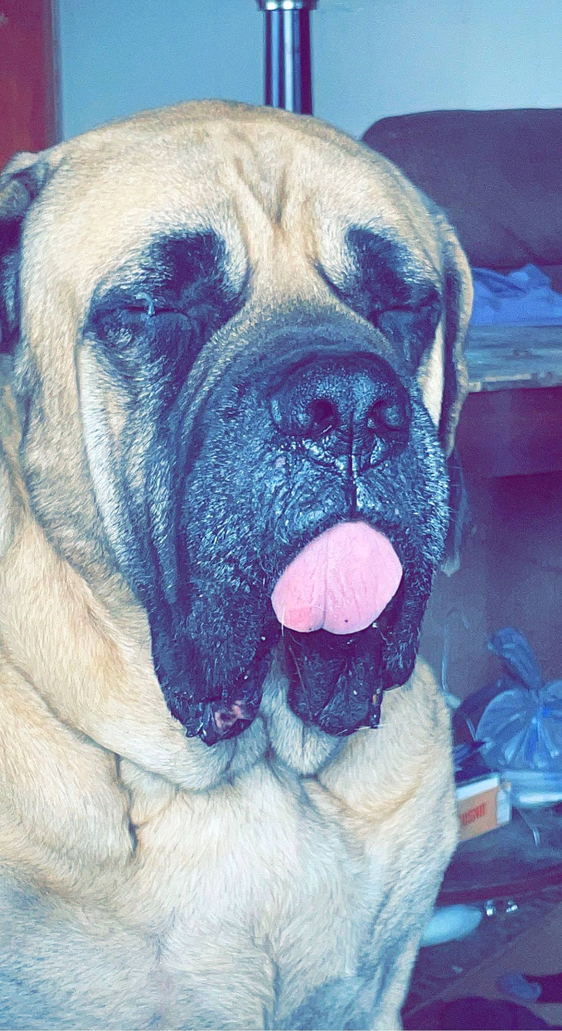 Brutus is registered to the contest to win money with this photo: ancient_dog_breeds, bulldog, canidae, carnivore, comfort, companion_dog, dog, dog_breed, electric_blue, fawn, giant_dog_breed, molosser, non_sporting_group, snout, sporting_group, terrestrial_animal, whiskers, working_animal, working_dog, wrinkle