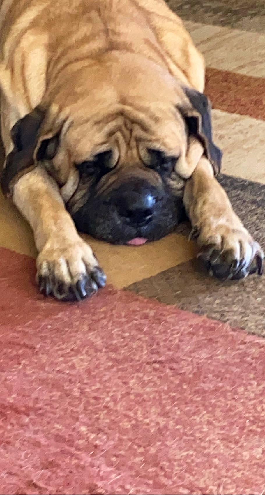 Brutus is registered to the contest to win money with this photo: biting, bored, canidae, carnivore, chair, companion_dog, dog, dog_breed, fawn, flooring, hardwood, ori_pei, paw, snout, sporting_group, terrestrial_animal, toy_dog, wood, working_animal, wrinkle