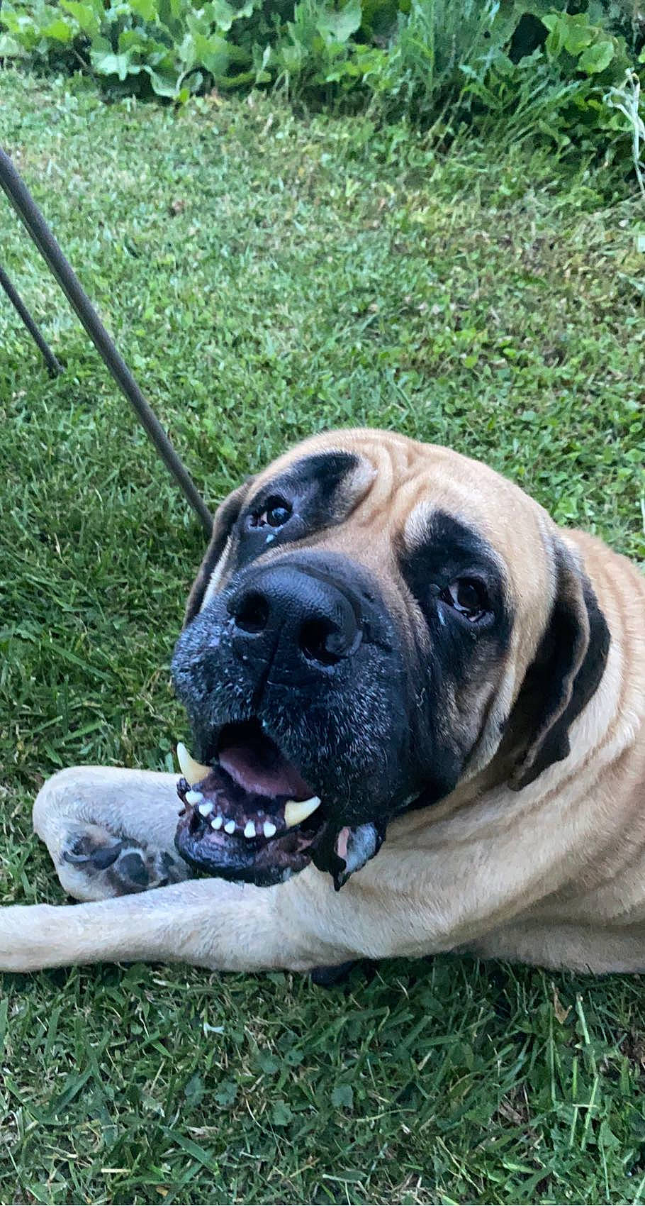 Brutus is registered to the contest to win money with this photo: ancient_dog_breeds, biting, canidae, carnivore, collar, companion_dog, dog, dog_breed, dog_collar, fawn, grass, guard_dog, molosser, snout, sporting_group, terrestrial_animal, whiskers, working_animal, working_dog, wrinkle