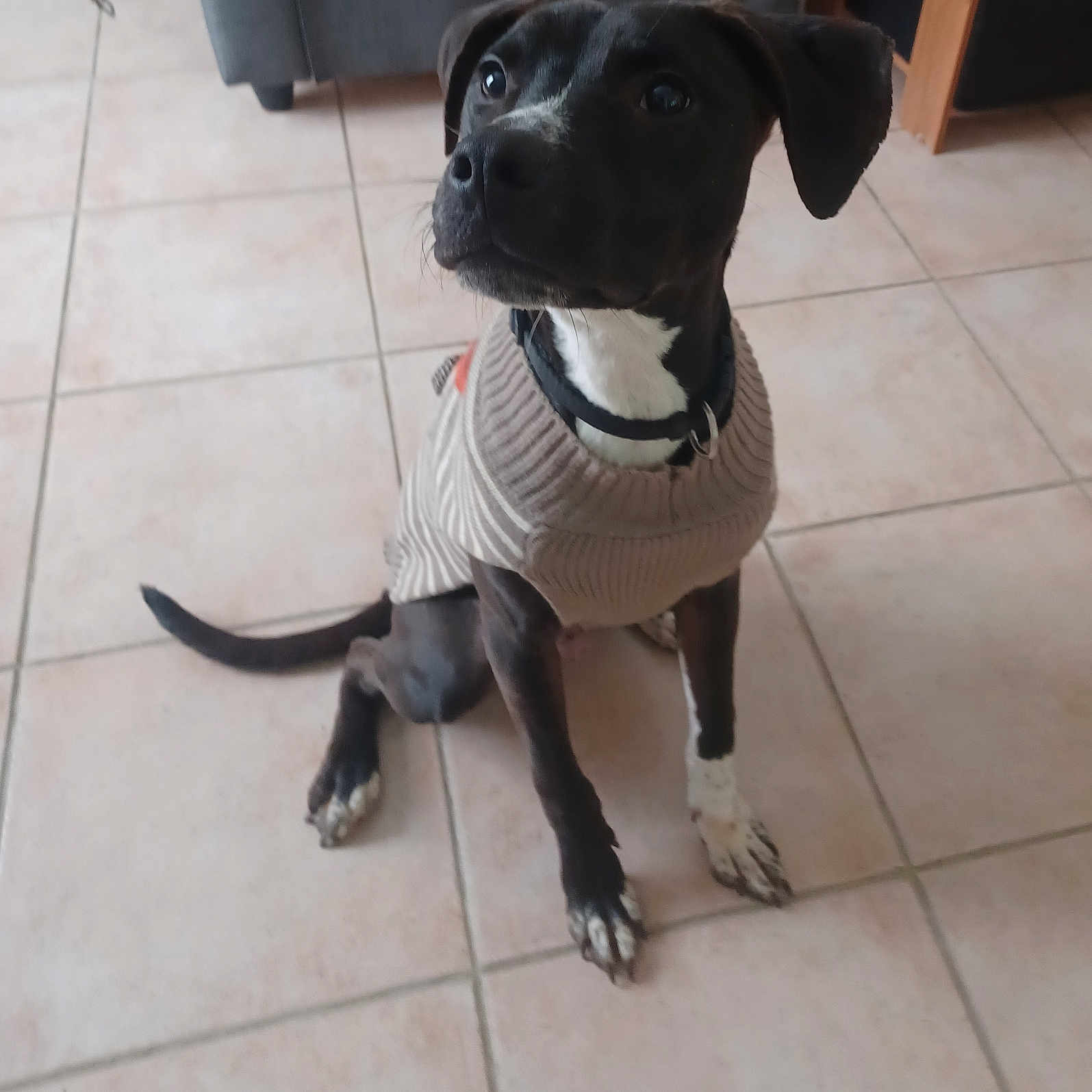 Volf participe au concours pour gagner de l'argent avec cette photo : accessories, animal, boxer, bulldog, canine, chihuahua, clothing, couch, dog, furniture, hound, knitwear, labradorretriever, leash, pet, pitbull, pointer, puppy, strap, sweater