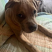Pepper is registered to the contest to win money with this photo: animal, bed, blanket, canine, companion, cozy, cute, dog, domestic, ears, fur, indoor, looking_at_camera, lying_down, paw, pet, puppy, quilt, resting, snout