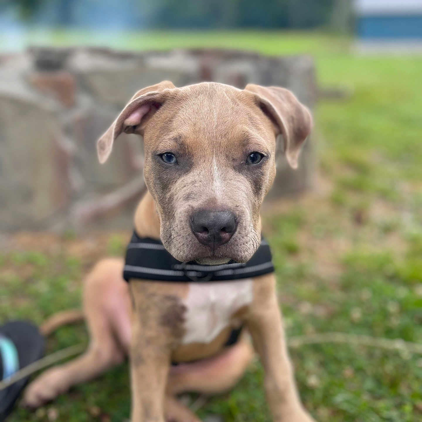 Pepper