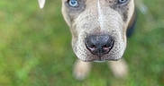Pepper is registered to the contest to win money with this photo: adorable, animal, blue_eyes, blurred_background, canine, close_up, curious, cute, dog, ears, face, fur, grass, nature, nose, outdoor, pet, portrait, puppy, young_dog