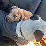 Pepper is registered to the contest to win money with this photo: animal, blanket, blue_eyes, canine, car_seat, closeup, collar, companionship, cute, dog, fur, indoor, pet_clothing, puppy, relaxing, resting, seat, sunlight, texture, warm