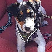 Alba participe au concours pour gagner de l'argent avec cette photo : dog, puppy, pet, cushion, red_bed, leash, harness, indoor, animal, cute, white_paws, black_ears, brown_markings, looking_at_camera, floor, resting, young_dog, domestic_animal, fur, playful