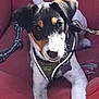dog, puppy, pet, cushion, red_bed, leash, harness, indoor, animal, cute, white_paws, black_ears, brown_markings, looking_at_camera, floor, resting, young_dog, domestic_animal, fur, playful