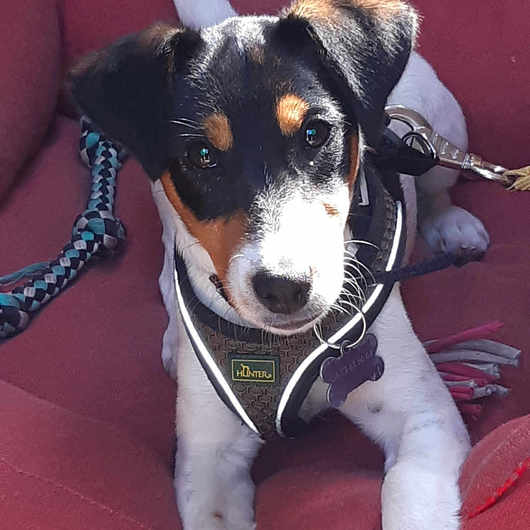 Alba participe au concours pour gagner de l'argent avec cette photo : animal, black_ears, brown_markings, cushion, cute, dog, domestic_animal, floor, fur, harness, indoor, leash, looking_at_camera, pet, playful, puppy, red_bed, resting, white_paws, young_dog