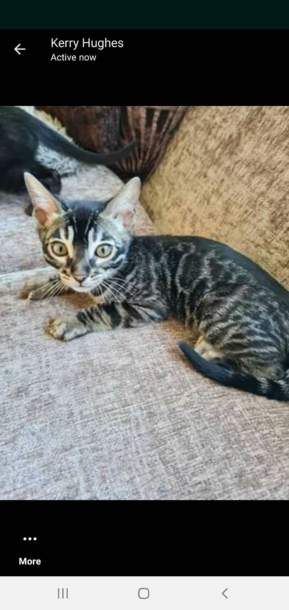 Shenron is registered to the contest to win money with this photo: carnivore, cat, claw, domestic_short_haired_cat, door, felidae, fur, paw, small_to_medium_sized_cats, snout, tail, terrestrial_animal, whiskers, wildlife