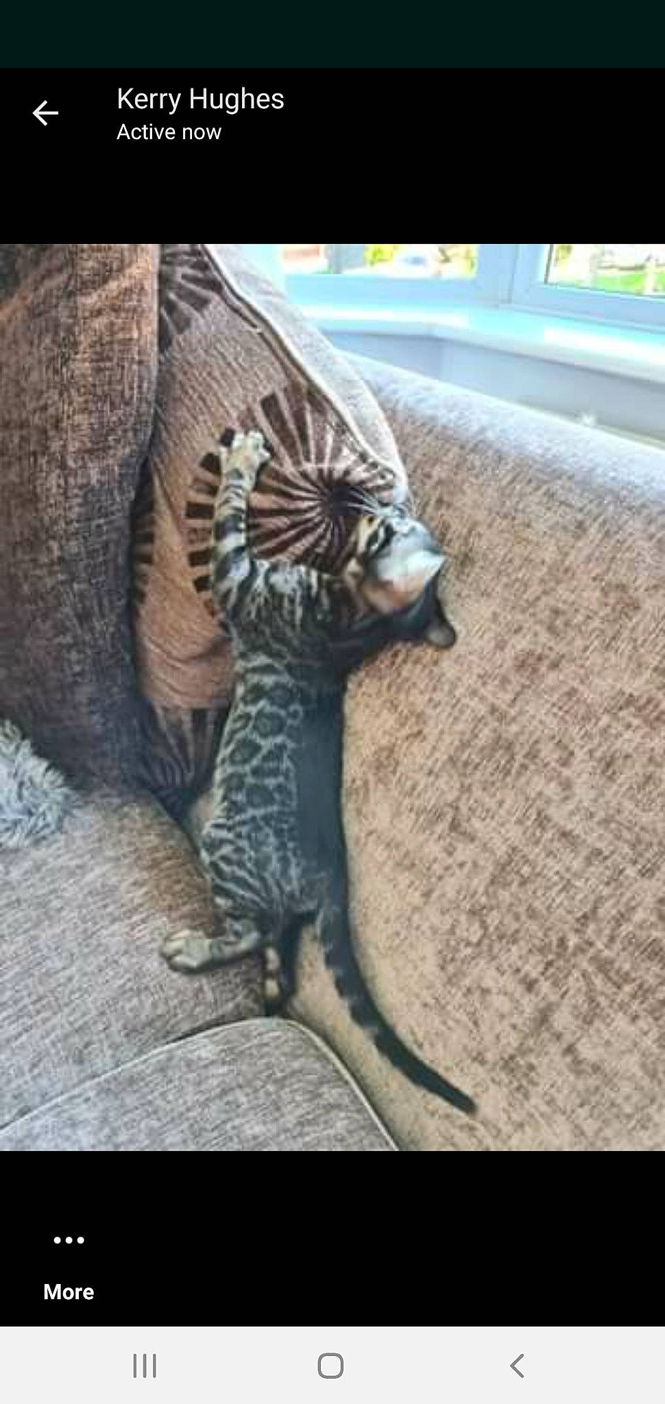 Shenron is registered to the contest to win money with this photo: beak, bengal_tiger, big_cats, carnivore, cat, fawn, feather, felidae, human_leg, iguania, lizard, reptile, scaled_reptile, small_to_medium_sized_cats, snout, tail, terrestrial_animal, thigh, whiskers, wood