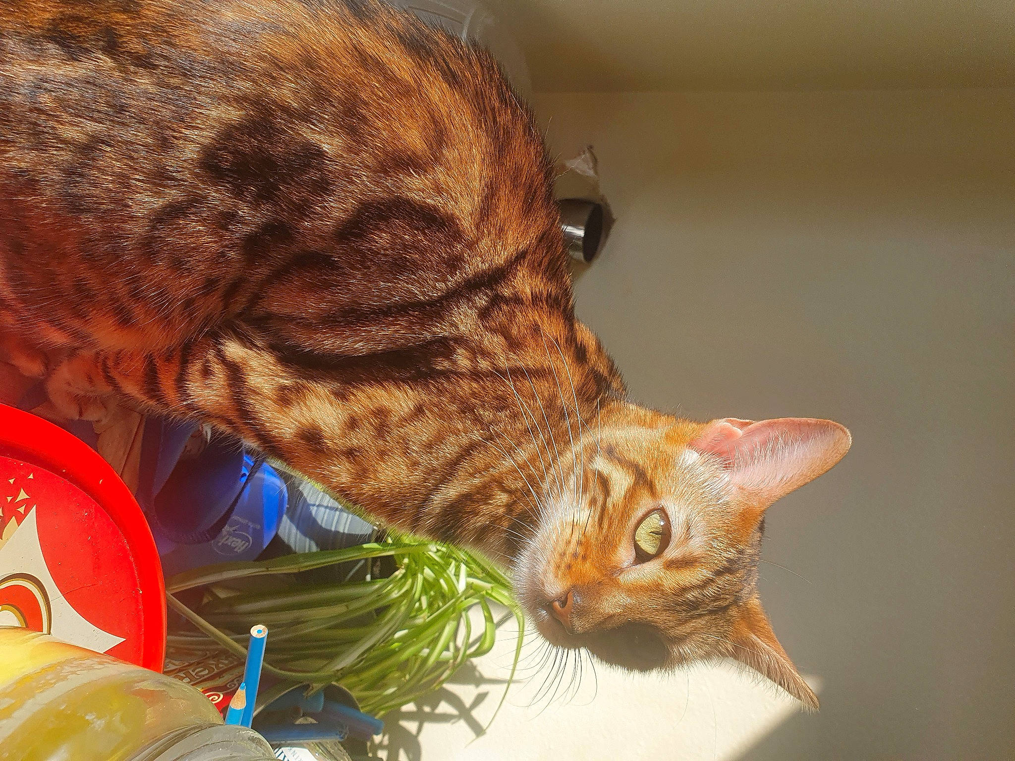 Bonnie Boo joined the competition — help win amazing prizes! carnivore, cat, claw, domestic_short_haired_cat, event, fawn, felidae, fur, grass, logo, small_to_medium_sized_cats, snout, tail, terrestrial_animal, tree, whiskers, wildlife, wood