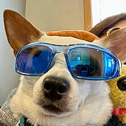 Symba Storm is registered to the contest to win money with this photo: dog, sunglasses, pet, indoors, close_up, cool, animal, wearing, blue, accessory, face, nose, ears, collar, leash, toy, person, window, reflection, portrait