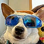 dog, sunglasses, pet, indoors, close_up, cool, animal, wearing, blue, accessory, face, nose, ears, collar, leash, toy, person, window, reflection, portrait
