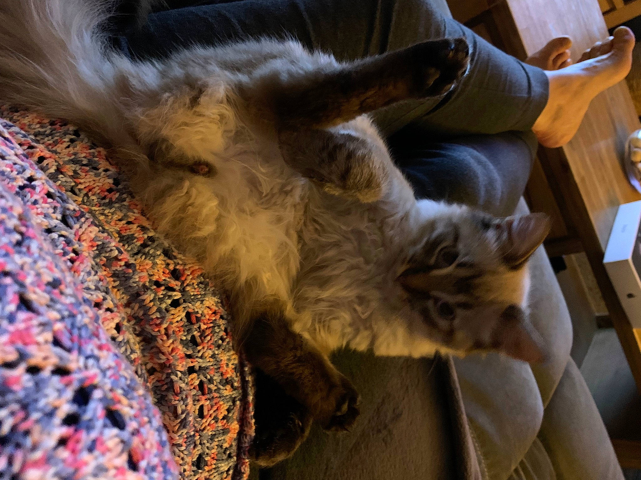 Timinou participe au concours pour gagner de l'argent avec cette photo : canidae, carnivore, cat, chair, comfort, companion_dog, dog_breed, domestic_short_haired_cat, fawn, felidae, flooring, fur, paw, small_to_medium_sized_cats, snout, sporting_group, tableware, tail, whiskers, wood