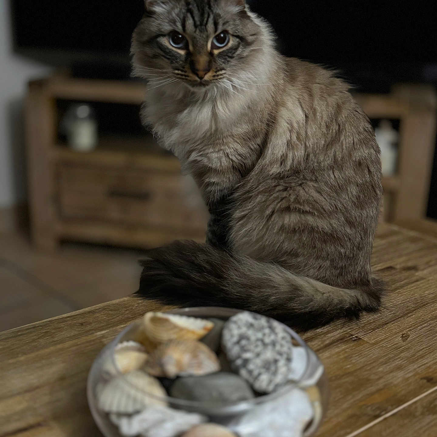 Timinou a rejoint le concours — aidez-le/la à gagner de superbes lots ! abyssinian, animal, cat, clam, couch, food, furniture, hardwood, invertebrate, kitten, manx, pet, plate, plywood, seafood, sealife, seashell, siamese, table, wood