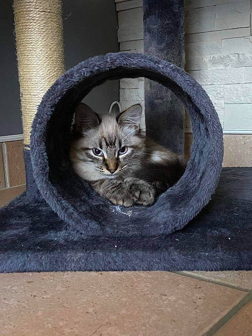 Timinou a rejoint le concours — aidez-le/la à gagner de superbes lots ! art, asphalt, automotive_tire, automotive_wheel_system, carnivore, cat, domestic_short_haired_cat, door, felidae, fur, grey, metal, musical_instrument, road_surface, small_to_medium_sized_cats, snout, tail, whiskers, window, wood