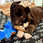 Xander joined the competition — help win amazing prizes! bed, black_fur, blanket, blue_toy, chew_toy, closeup, dinosaur_toy, dog, face, indoor, licking, patterned_bedspread, paw, pet, playful, portrait, puppy, treat, white_paws, young