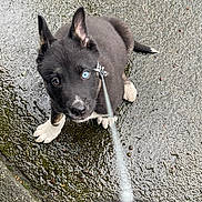 Xander is registered to the contest to win money with this photo: animal, black_fur, blue_eye, brown_eye, close_up, cute, dog, heterochromia, leash, looking_up, outdoor, pavement, pet, portrait, puppy, rain, sitting, water_droplets, wet_ground, white_paws