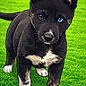 Xander joined the competition — help win amazing prizes! animal, black_fur, blue_eye, cartoon, cute, digital_art, dog, ears, grass, heterochromia, illustration, lawn, outdoor, paw, pet, portrait, puppy, sidewalk, standing, white_patch