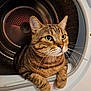 animal, appliance_interior, cat, closeup, curious, domestic_cat, ears, front_loader, fur, green_eyes, home, household_appliance, indoor, paws, pet, resting, striped, tabby, washing_machine, whiskers