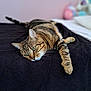 Petit Minou participe au concours pour gagner de l'argent avec cette photo : bed, blanket, cat, cozy, cute, domestic_animal, feline, fur, green_eyes, indoor, lying_down, mammal, paws, pet, relaxed, resting, sleepy, striped, tabby, whiskers
