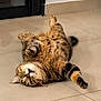 animal, cat, cute, domestic, floor, fur, green_eyes, home, indoor, looking, lying_down, paw, pet, playful, relaxed, resting, tabby, tail, tile, whiskers