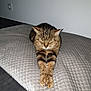 Petit Minou a rejoint le concours — aidez-le/la à gagner de superbes lots ! animal, cat, cozy, cushion, cute, domestic, feline, fur, home, indoor, paws, pet, quiet, quilted, relaxed, resting, sleeping, stretching, striped, tabby