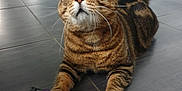 Petit Minou participe au concours pour gagner de l'argent avec cette photo : animal, cat, cat_food_packet, claw, curious, domestic_cat, feline, floor, green_eyes, household, indoor, kitchen, litter_box, looking_up, paw, pet, pet_food, tabby, tabby_cat, tile_floor