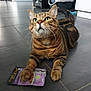 animal, cat, cat_food_packet, claw, curious, domestic_cat, feline, floor, green_eyes, household, indoor, kitchen, litter_box, looking_up, paw, pet, pet_food, tabby, tabby_cat, tile_floor