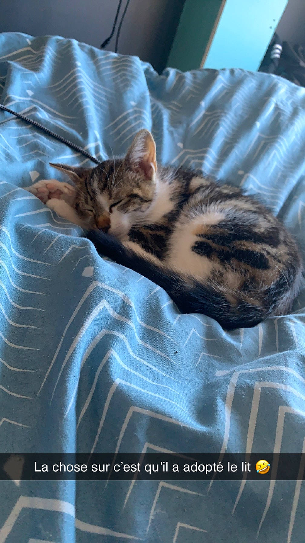 Loufy a rejoint le concours — aidez-le/la à gagner de superbes lots ! bed, bedding, carnivore, cat, cat_supply, claw, comfort, domestic_short_haired_cat, felidae, font, fur, linens, nap, paw, photo_caption, small_to_medium_sized_cats, tail, terrestrial_animal, textile, whiskers