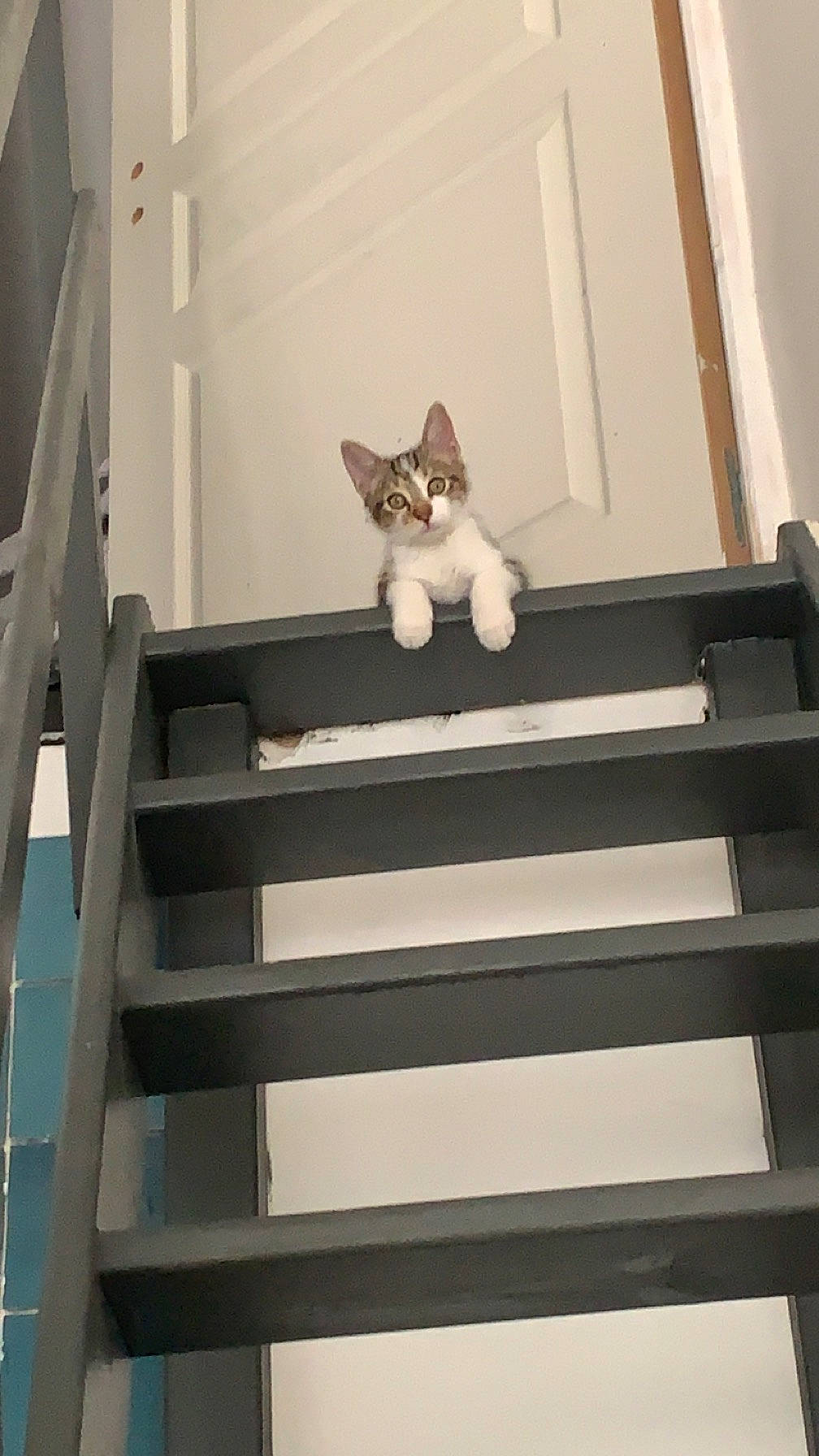 Loufy participe au concours pour gagner de l'argent avec cette photo : carnivore, cat, ceiling, domestic_short_haired_cat, door, felidae, flooring, grey, handrail, hardwood, home_door, metal, plant, room, small_to_medium_sized_cats, stairs, tail, whiskers, window, wood