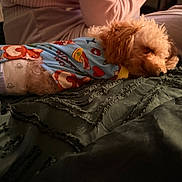 Levi joined the competition — help win amazing prizes! dog, sleeping, pajamas, pet_clothing, bed, blanket, curly_fur, cute, indoor, resting, animal, cozy, small_dog, fur, comfort, domestic_animal, relaxation, soft_lighting, close_up, nap