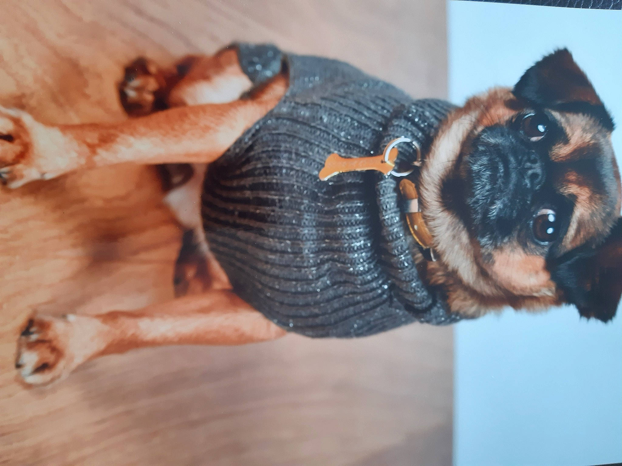 Bella a rejoint le concours — aidez-le/la à gagner de superbes lots ! canidae, carnivore, companion_dog, dog, dog_breed, ear, fawn, tail