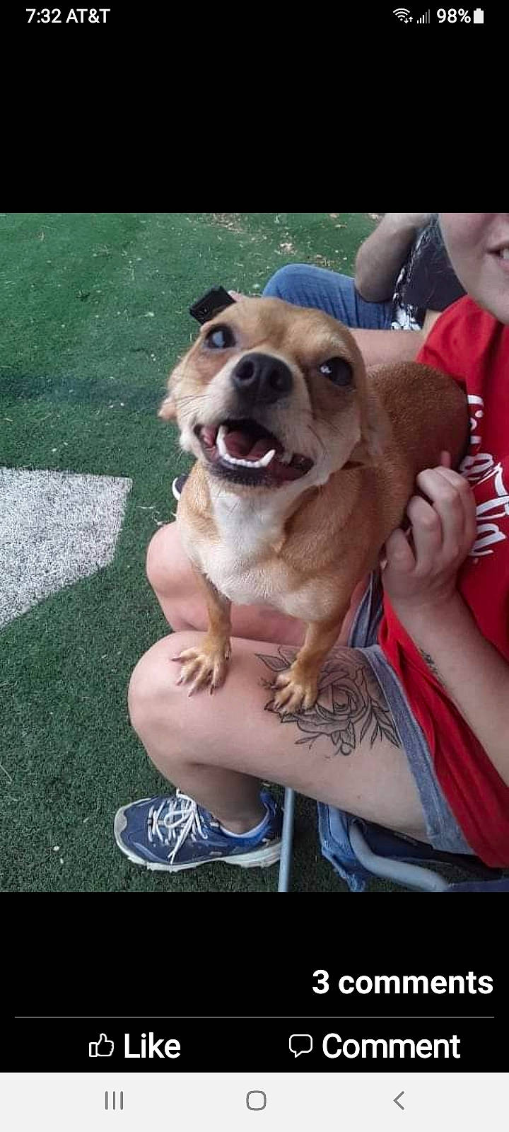 Fifi is registered to the contest to win money with this photo: canidae, carnivore, collar, companion_dog, dog, dog_breed, dog_collar, fawn, fur, grass, guard_dog, hat, leash, molosser, selfie, smile, sporting_group, t_shirt, working_animal, working_dog