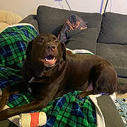 Kobe is registered to the contest to win money with this photo: blanket, brown_dog, canine, chewed_toy, chocolate_lab, couch, cozy, dog, ears, fur, furniture, happy, indoor, living_room, mouth_open, pet, plaid, relaxed, resting, toy