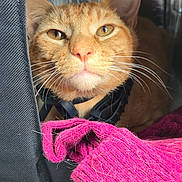 Pumpkin joined the competition — help win amazing prizes! cat, ginger_cat, close_up, pet, indoor, fabric, knitwear, pink_cloth, whiskers, collar, fur, face, animal, resting, cute, cozy, domestic_animal, portrait, curious, pet_accessory