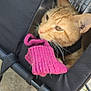 Pumpkin is registered to the contest to win money with this photo: cat, orange_tabby, fabric, knitted_item, pink, curious, pet, indoor, cable, concrete_floor, sniffing, closeup, animal, whiskers, ears, paw, black, texture, resting, feline