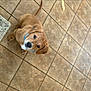 adorable, animal, brown_dog, canine, collar, companion, cute, dog, domestic_animal, floor, friendly, fur, indoor, looking_up, pet, puppy, sitting, small_dog, tile, young_dog