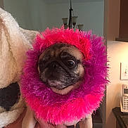 Coco is registered to the contest to win money with this photo: pug, dog, pet, indoor, person, hand, fluffy, colorful, pink, purple, costume, face, animal, portrait, home, light_fixture, kitchen, expression, funny, cute