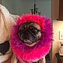 pug, dog, pet, indoor, person, hand, fluffy, colorful, pink, purple, costume, face, animal, portrait, home, light_fixture, kitchen, expression, funny, cute