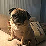 Coco is registered to the contest to win money with this photo: dog, pug, pet, animal, indoor, couch, pillows, beige, furniture, living_room, mammal, cute, portrait, front_paws, close_up, domestic_animal, cozy, home, companion, canine
