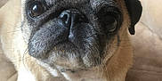 Coco is registered to the contest to win money with this photo: dog, pug, pet, animal, close_up, face, lying_down, bed, cute, fur, whiskers, indoor, nose, ears, expression, canine, companion, domestic, muzzle, portrait