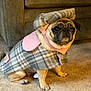 Coco is registered to the contest to win money with this photo: dog, pug, pet, clothing, costume, plaid, pink, carpet, indoor, furniture, couch, animal, cute, sitting, portrait, canine, fur, small_dog, adorable, house