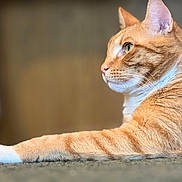 Henry joined the competition — help win amazing prizes! cat, ginger_cat, orange_fur, white_paw, relaxed, side_view, indoor, pet, animal, feline, whiskers, fur_texture, close_up, portrait, laying_down, focused, green_eyes, calm, domestic_cat, cute