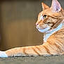 cat, ginger_cat, orange_fur, white_paw, relaxed, side_view, indoor, pet, animal, feline, whiskers, fur_texture, close_up, portrait, laying_down, focused, green_eyes, calm, domestic_cat, cute