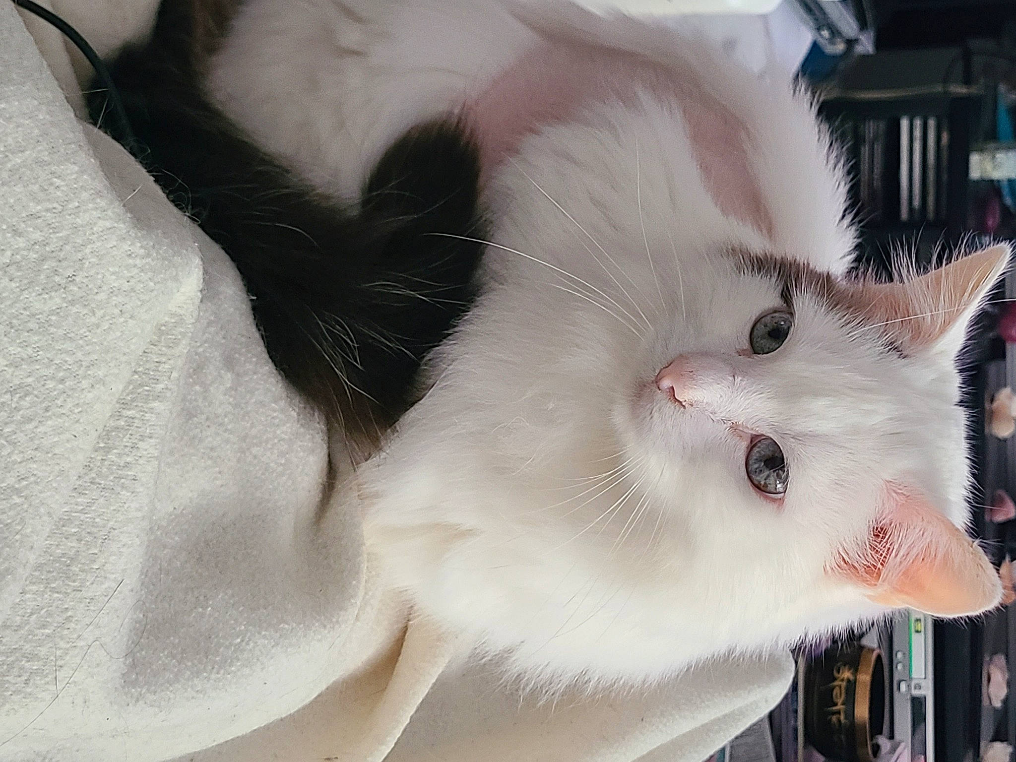 Flocon a rejoint le concours — aidez-le/la à gagner de superbes lots ! carnivore, cat, claw, collar, comfort, domestic_short_haired_cat, ear, eye, fang, fawn, felidae, fur, head, paw, small_to_medium_sized_cats, snout, tail, whiskers